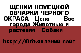 ЩЕНКИ НЕМЕЦКОЙ ОВЧАРКИ ЧЕРНОГО ОКРАСА › Цена ­ 1 - Все города Животные и растения » Собаки   